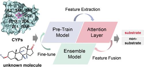 DeepP450: Predicting Human P450 Activities of Small Molecules by Integrating Pretrained Protein Language Model and Molecular Representation