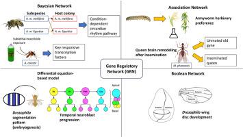 Exploring gene regulation and biological processes in insects: Insights from omics data using gene regulatory network models