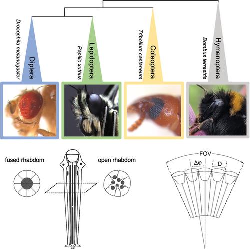 Looking across the gap: Understanding the evolution of eyes and vision among insects