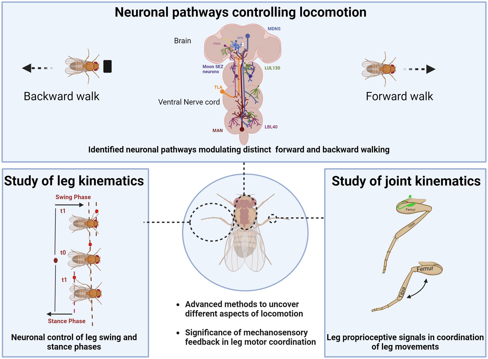 Neuronal mechanisms regulating locomotion in adult Drosophila