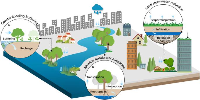 Urban flood risk management needs nature-based solutions: a coupled social-ecological system perspective