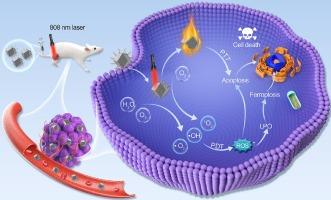 FeNC with atomically dispersed iron atoms as a photosensitizer for combined photodynamic and photothermal therapy