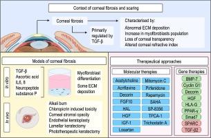 Corneal fibrosis: From in vitro models to current and upcoming drug and gene medicines