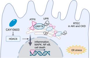 Inhibition of HDAC6 with CAY10603 alleviates acute and chronic kidney injury by suppressing the ATF6 branch of UPR