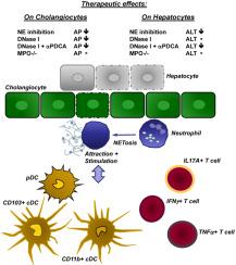 Blockade of neutrophil extracellular trap components ameliorates cholestatic liver disease in Mdr2 (Abcb4) knockout mice