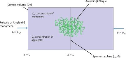 Numerical modeling of senile plaque development under conditions of limited diffusivity of amyloid-β monomers