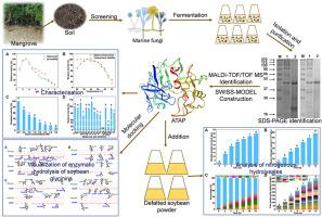 Purification, characterisation and visualisation of soybean protein hydrolysis by aspergillopepsin I from mangrove Aspergillus tubingensis