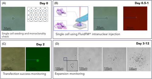 Accelerated generation of gene-engineered monoclonal CHO cell lines using FluidFM nanoinjection and CRISPR/Cas9