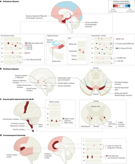 Molecular and cellular mechanisms of selective vulnerability in neurodegenerative diseases