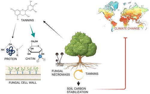 Tannins and Climate Change: Are Tannins Able To Stabilize Carbon in the Soil?