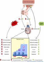 Therapeutic potential of the linalool against cadmium-induced testicular tissue damage