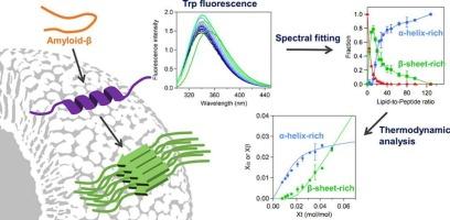 Thermodynamics of oligomerization and Helix-to-sheet structural transition of amyloid β-protein on anionic phospholipid vesicles