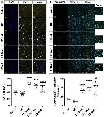 4R-cembranoid suppresses glial cells inflammatory phenotypes and prevents hippocampal neuronal loss in LPS-treated mice