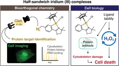 Identification of Cellular Protein Targets of a Half-Sandwich Iridium(III) Complex Reveals Its Dual Mechanism of Action via Both Electrophilic and Oxidative Stresses