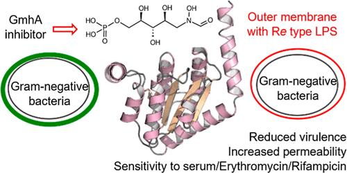 Potentiating Activity of GmhA Inhibitors on Gram-Negative Bacteria