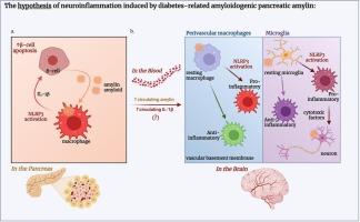 Neuroinflammation induced by amyloid-forming pancreatic amylin: Rationale for a mechanistic hypothesis