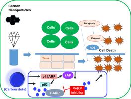 Carbon nanoparticle-induced cell death