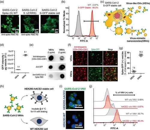 Cell-engineered virus-mimetic nanovesicles for vaccination against enveloped viruses