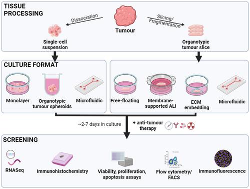 Ex vivo therapeutic screening of metastatic cSCC: A review of methodological considerations for clinical implementation