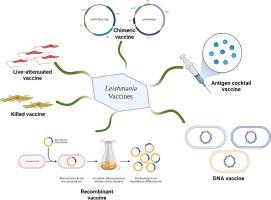 Leishmania vaccine development: A comprehensive review