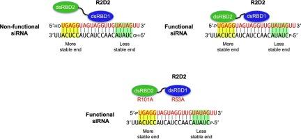 Key arginine residues in R2D2 dsRBD1 and dsRBD2 lead the siRNA recognition in Drosophila melanogaster RNAi pathway