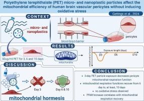 Polyethylene terephthalate (PET) micro- and nanoplastic particles affect the mitochondrial efficiency of human brain vascular pericytes without inducing oxidative stress