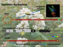 Elimination of zero-repeat subunit in allergenic seed protein 13S globulin using the novel allele GlbNB2 in common buckwheat (Fagopyrum esculentum Moench)