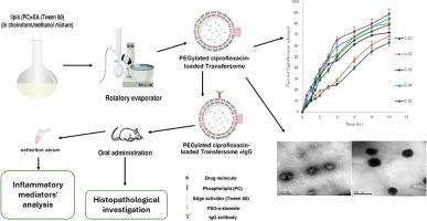 Fabrication and application of targeted ciprofloxacin nanocarriers for the treatment of chronic bacterial prostatitis