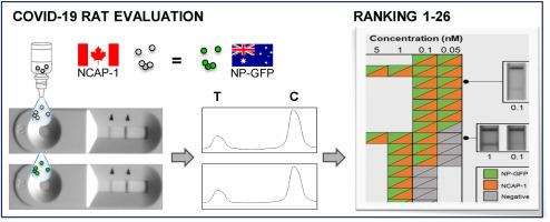 Comparison of the analytical sensitivity of COVID-19 rapid antigen tests in Australia and Canada