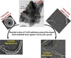 Superb bio-effectiveness of Cobalt (II) phthalocyanine and Ag NPs adorned Sm-doped ZnO nanorods/cuttlefish bone to annihilate Trichinella spiralis muscle larvae and adult worms: In-vitro evaluation