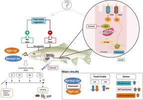 Dietary lipid sensing through fatty acid oxidation and chylomicron formation in the gastrointestinal tract of rainbow trout