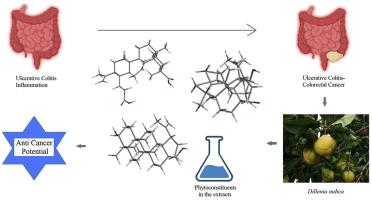 Understanding the mechanism of ulcerative colitis-induced colorectal cancer and revealing the potential of Dillenia Indica in its management