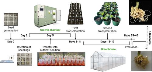 A Basic Guide to the Propagation and Manipulation of the Clubroot Pathogen, Plasmodiophora brassicae