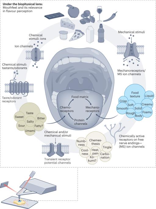 Biophysical investigations using atomic force microscopy can elucidate the link between mouthfeel and flavour perception