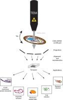 In situ studies of membrane biology by cryo-electron tomography