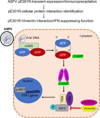 Identification of host proteins that interact with African swine fever virus pE301R