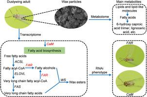 An upstream signaling gene calmodulin regulates the synthesis of insect wax via activating fatty acid biosynthesis pathway