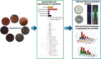 Assessment of mycobiota in Thai pigmented rice: Insights into ochratoxin A and citrinin production by Aspergillus and Penicillium species