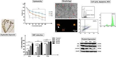 Ethanolic extract of Euphorbia Gypsicola induces differentiation and apoptosis in human myeloid leukemia K562 cells