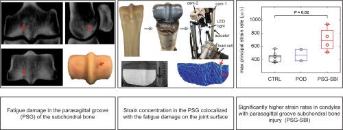 Subchondral bone fatigue injury in the parasagittal condylar grooves of the third metacarpal bone in thoroughbred racehorses elevates site-specific strain concentration