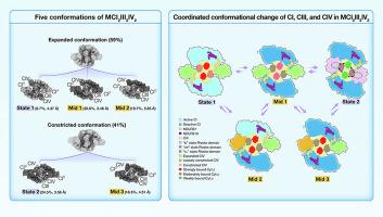 Structural basis for the regulatory mechanism of mammalian mitochondrial respiratory chain megacomplex-I2III2IV2