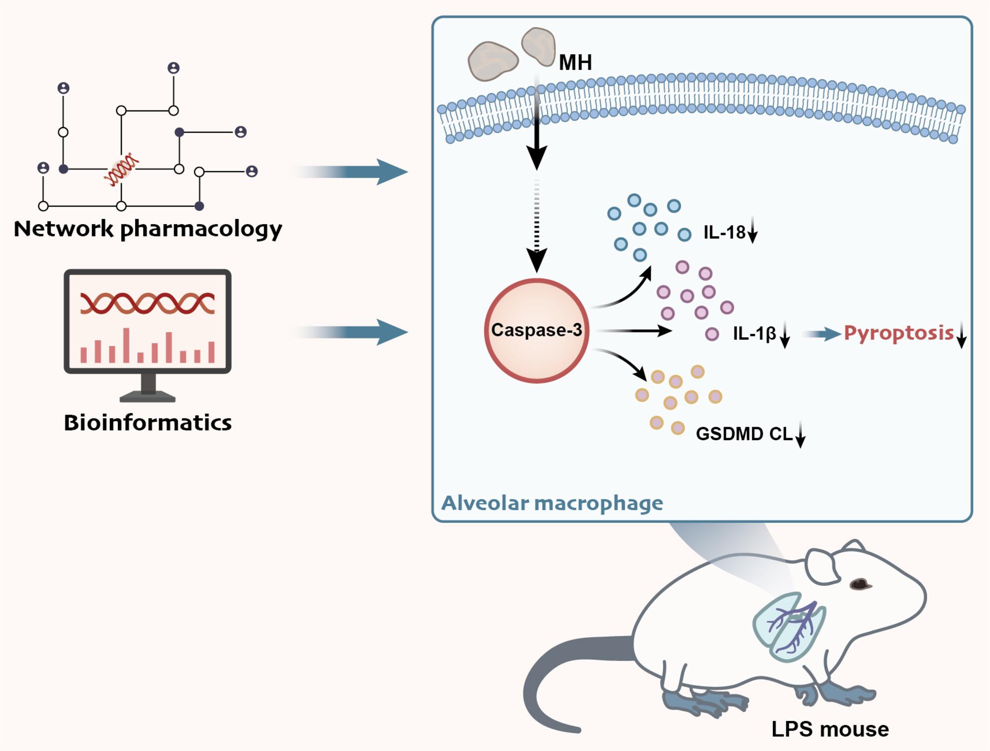 Mechanistic insights into targeting caspase-3 activation and alveolar macrophage pyroptosis by Ephedra and bitter almond compounds for treating pediatric pneumonia via network pharmacology and bioinformatics