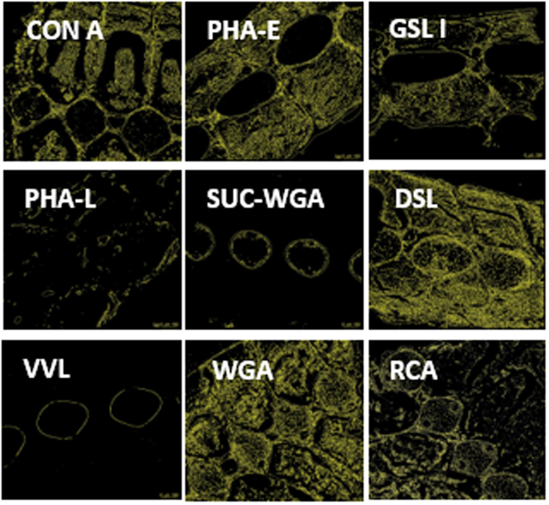 Lectin binding to pectoral fin of neonate little skates reared under ambient and projected-end-of-century temperature regimes