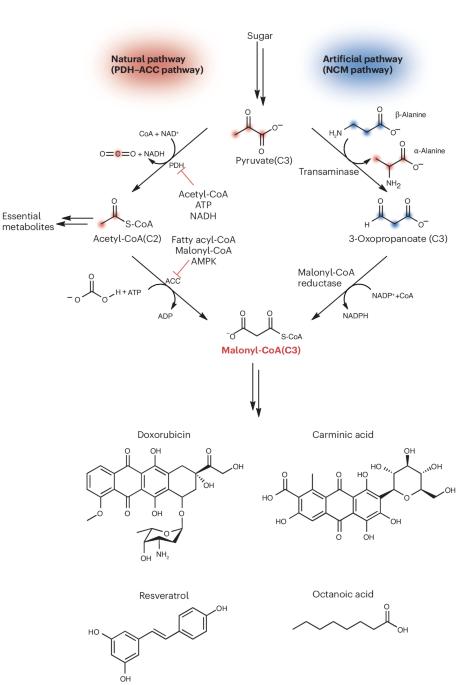 Acetyl-CoA-independent malonyl-CoA biosynthesis