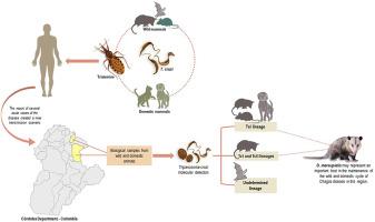 Trypanosoma cruzi in domestic and wild mammals in the northeast region of Colombia