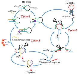 Exonuclease-iii -propelled DNAzyme cascade for sensitive and reliable cervical cancer related miRNA analysis