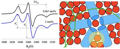 Self-assembly of spin-labeled antimicrobial peptides magainin 2 and PGLa in lipid bilayers