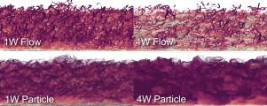 GPU acceleration of four-way coupled PP-DNS for compressible particle-laden wall turbulence