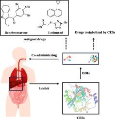 Evaluation of the inhibitory effects of antigout drugs on human carboxylesterases in vitro