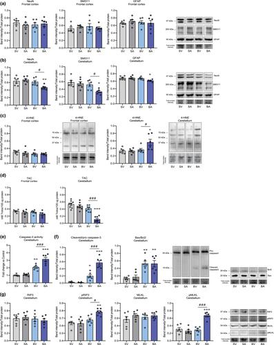 Excessive intragastric alcohol administration exacerbates hepatic encephalopathy and provokes neuronal cell death in male rats with chronic liver disease